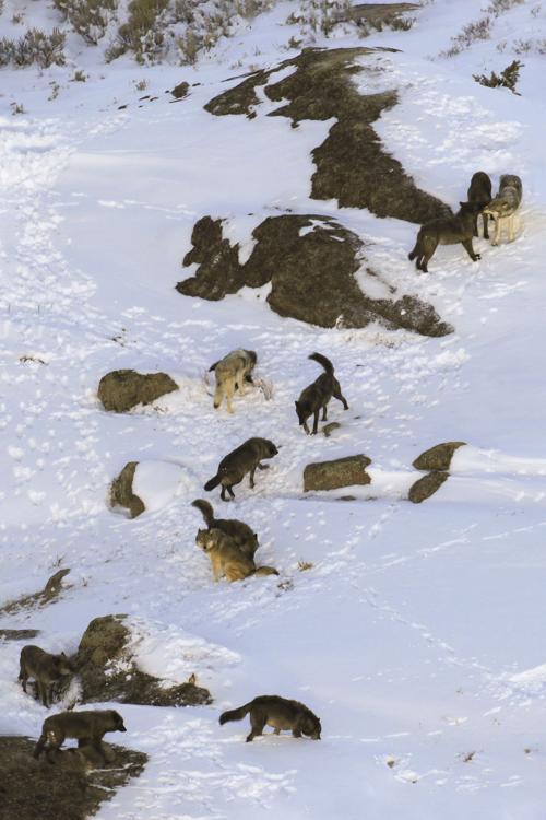 Wolf Pack