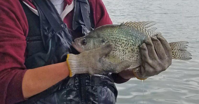 FWP encouraged by experimental crappie production - Vimarsana News