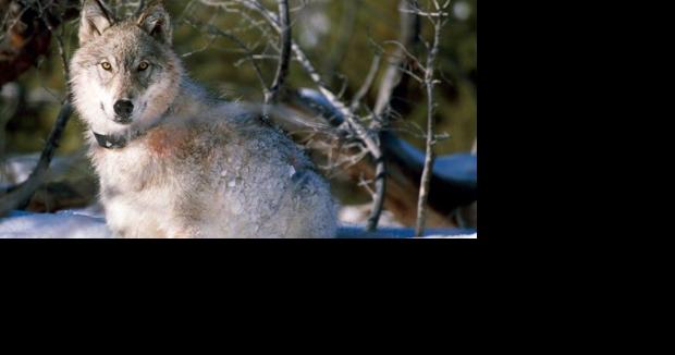 Wolf group sues FWP over records requests - Vimarsana News