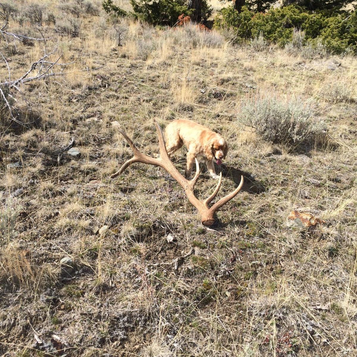 'They learn quickly and love it' Dogs increasingly used for shed