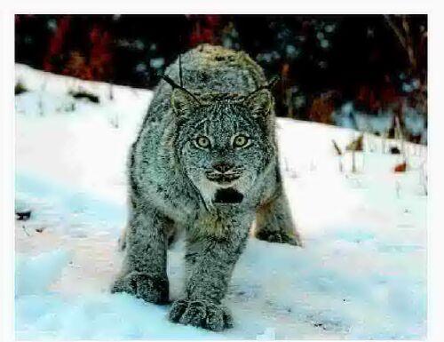 USFWS says Canada lynx will retain federal protections
