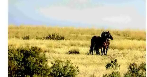 Hearing set on Miller Creek feral horses