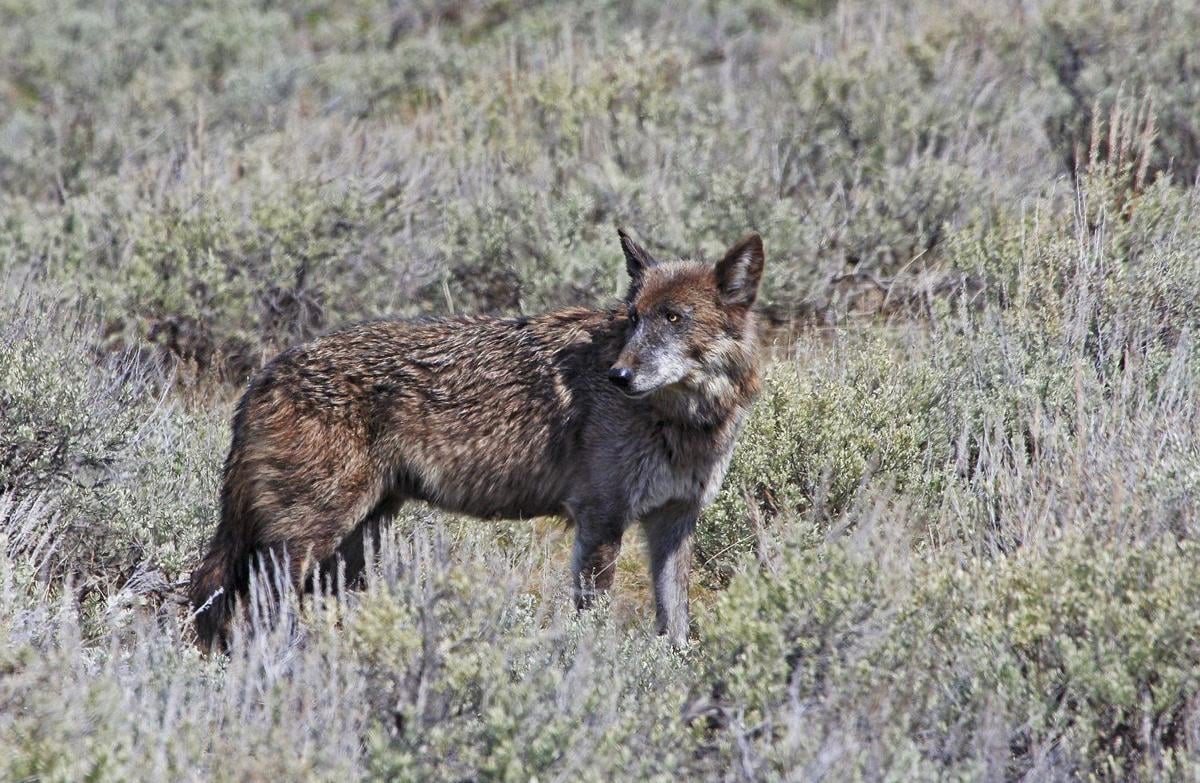 Yellowstone wolves