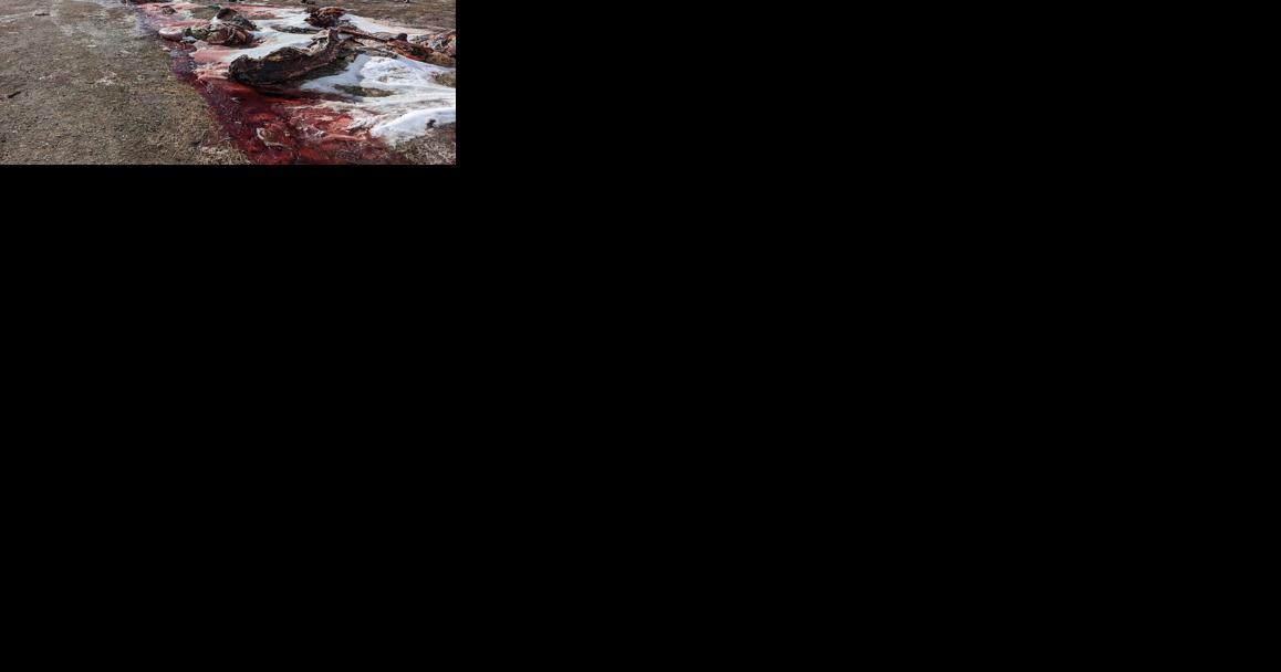 Bison carcasses cleaned up outside Yellowstone following heavy winter of hunting - Vimarsana News