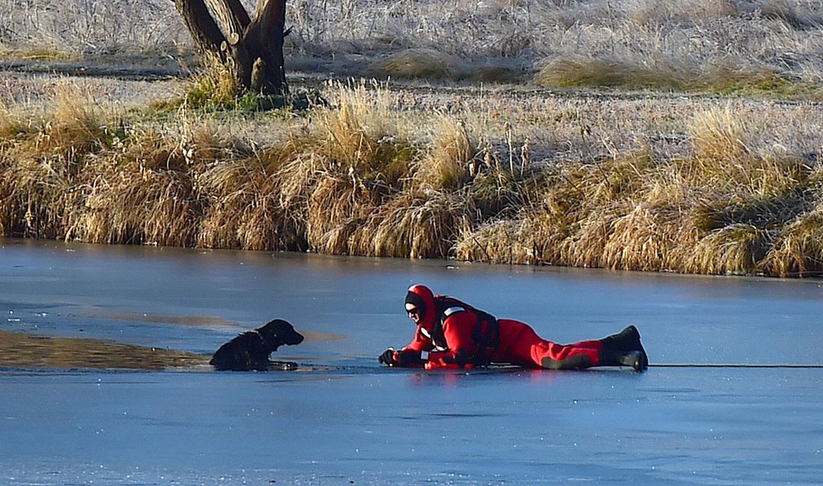 Dog rescue