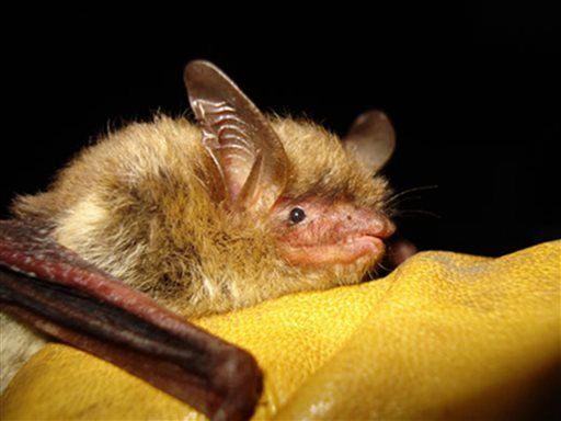 Bat threat