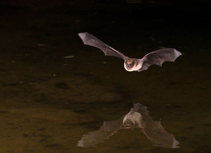 Rabid bat found in Guelph, dog confined as precaution