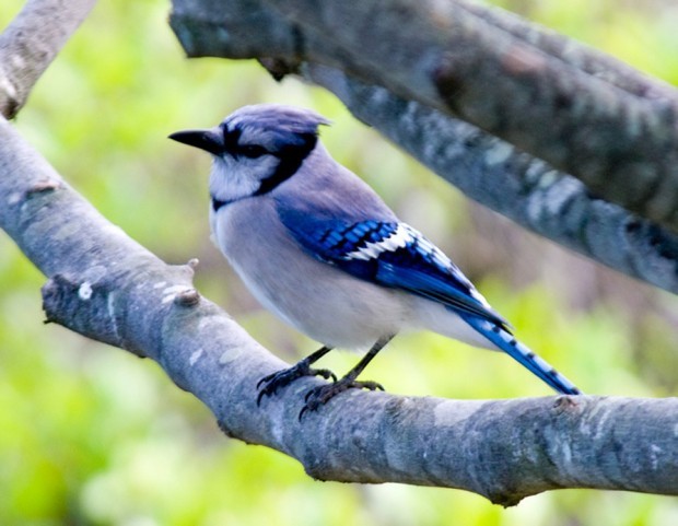 Northern Blue Jay