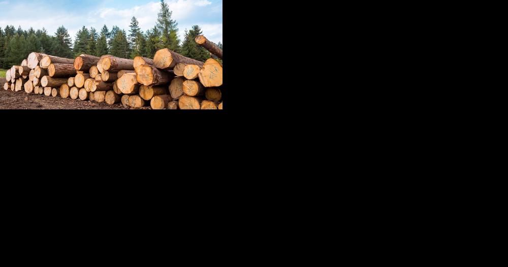 Lolo NF approves modified logging project west of Missoula - Vimarsana News