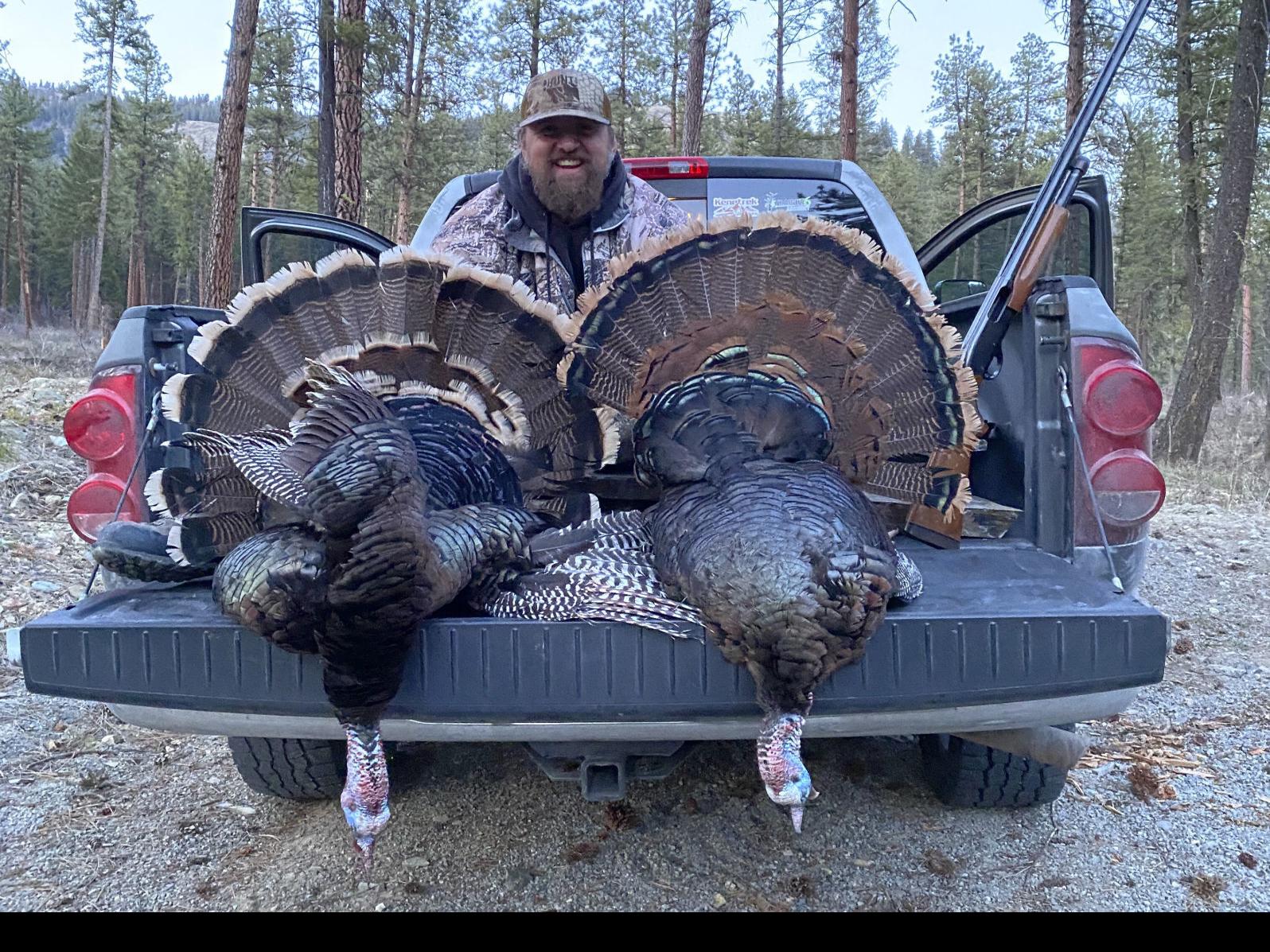 Montana Hunter Bags 2 Turkey Subspecies In Same Day Montana Untamed Helenair Com