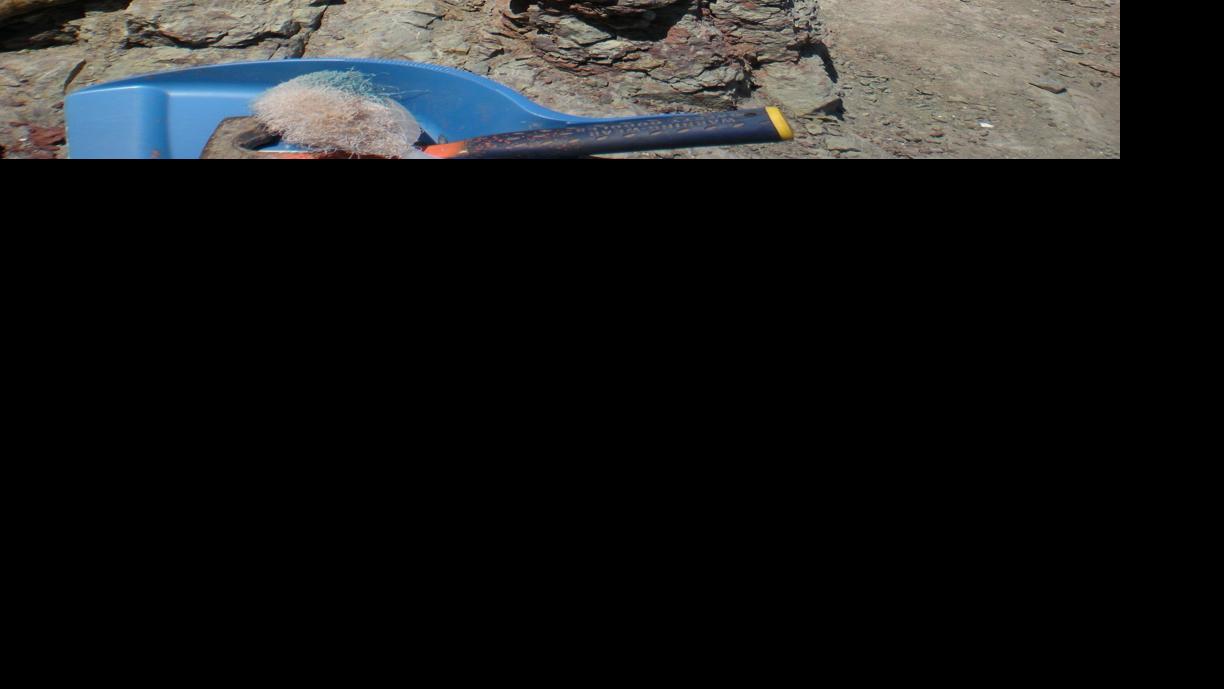 rowan dinosaur dig