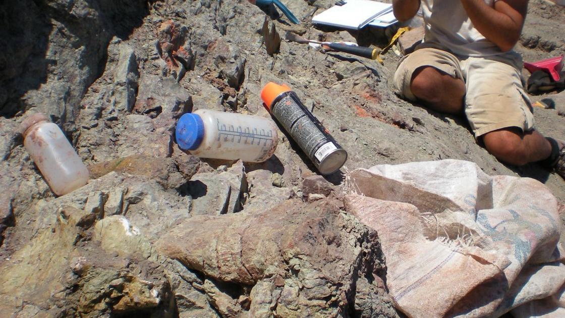 New finds at an old site: Dinosaur dig revealing insights to Montana 103 million years ago