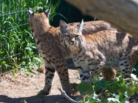 Montana State supports wildlife conservation through multi-year partnership with ZooMontana