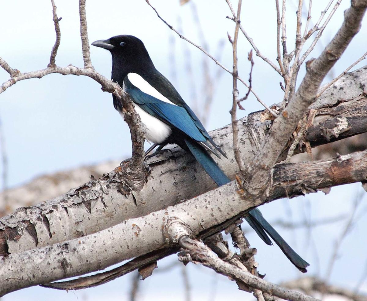 Tales And Trails The Magpie S Colors Montana Untamed Helenair Com