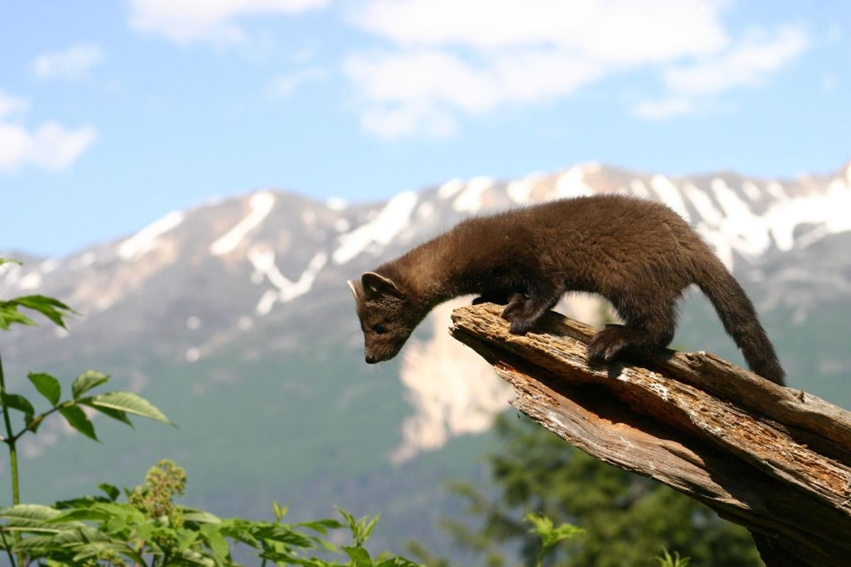 Pine marten