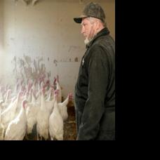 Turkey day a mainstay of Hutterite colony