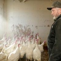 Hutterite Turkey Turkey day a mainstay of Hutterite colony