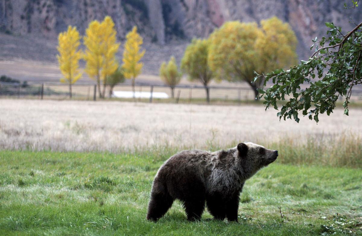 FWP receives reports of active grizzly bear, mountain lions