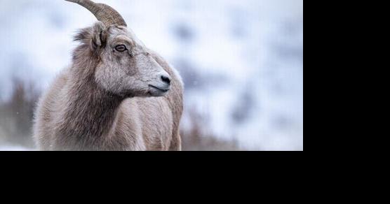 Grand Teton NP extends wildlife closures to protect winter-weakened bighorn sheep - Vimarsana News