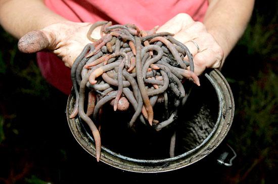 Moles, not magic, make worm 'grunting' work