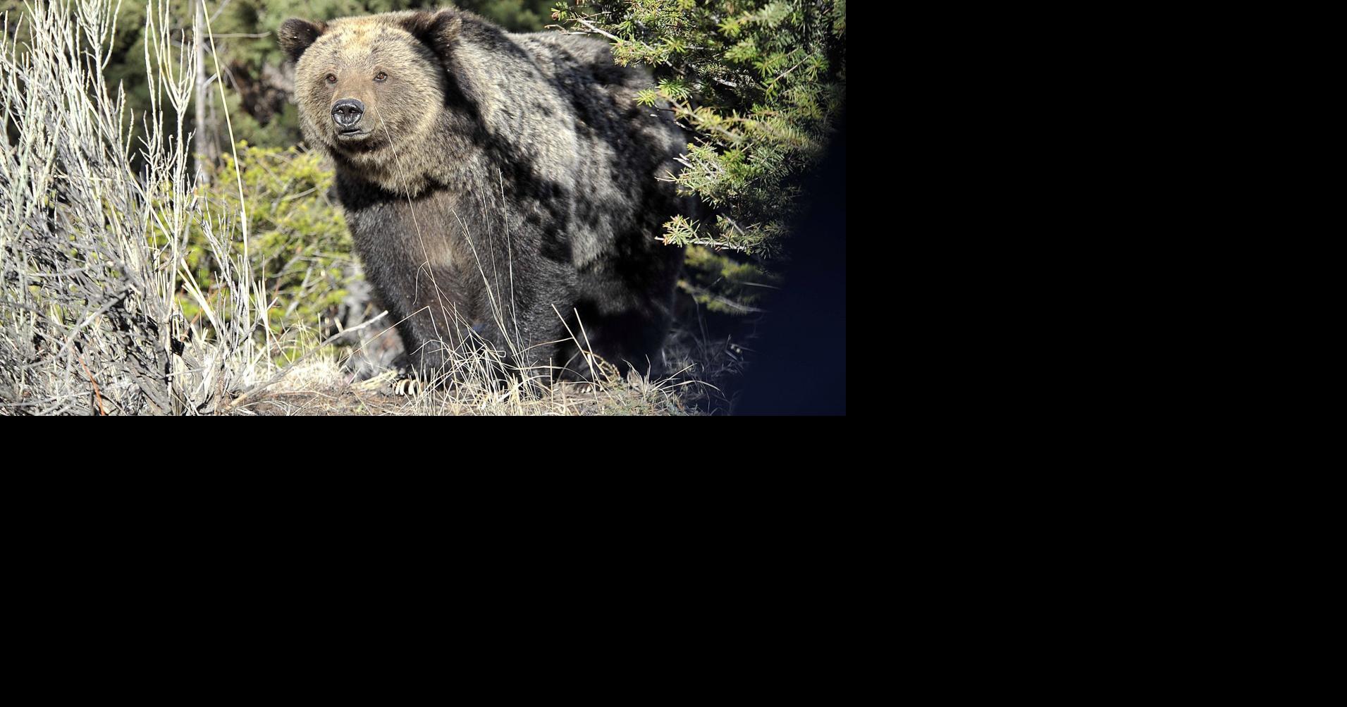 New A.I. Offers Facial Recognition for Grizzly Bears, Smart News