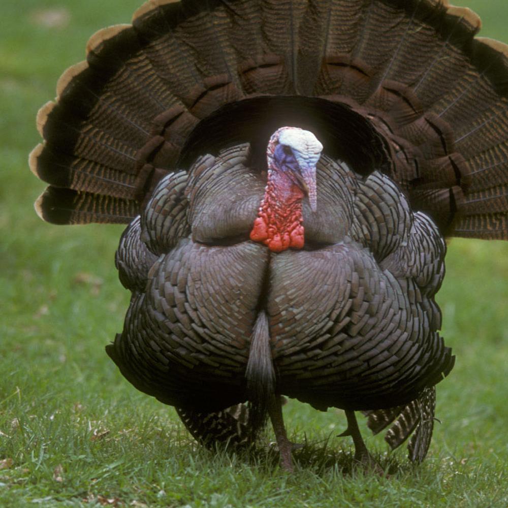 Double Gobble The Tale Of Montana S Two Types Of Turkeys Natural Resources News Feed Helenair Com