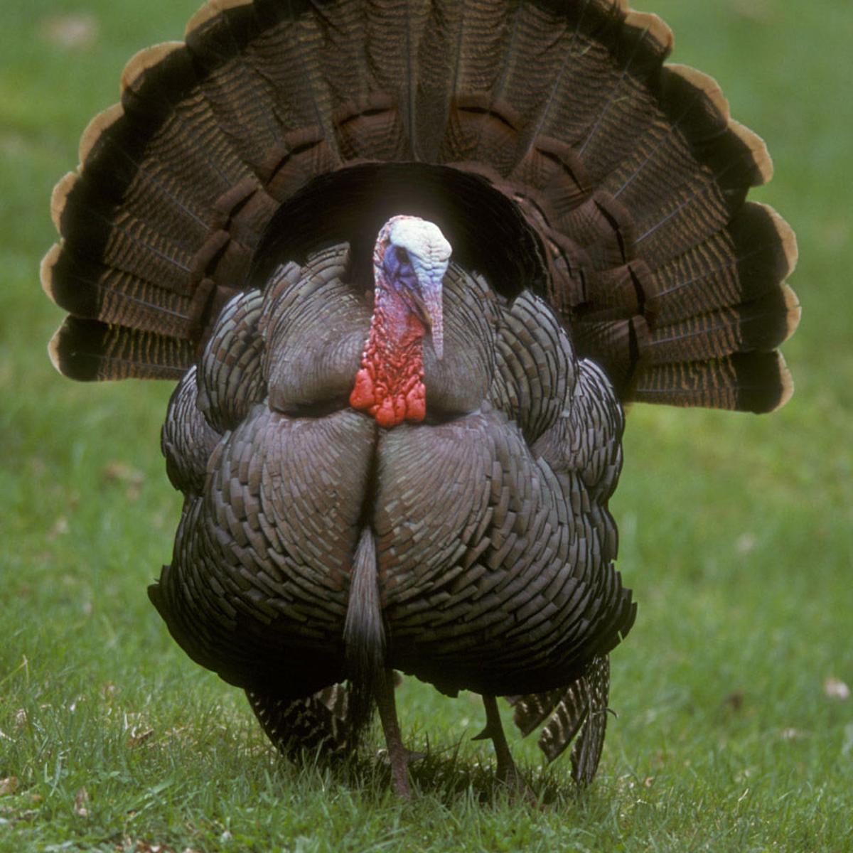Double Gobble The Tale Of Montana S Two Types Of Turkeys Natural Resources News Feed Helenair Com Double Gobble The Tale Of Montana S Two Types Of Turkeys Natural Resources News Feed Helenair Com
