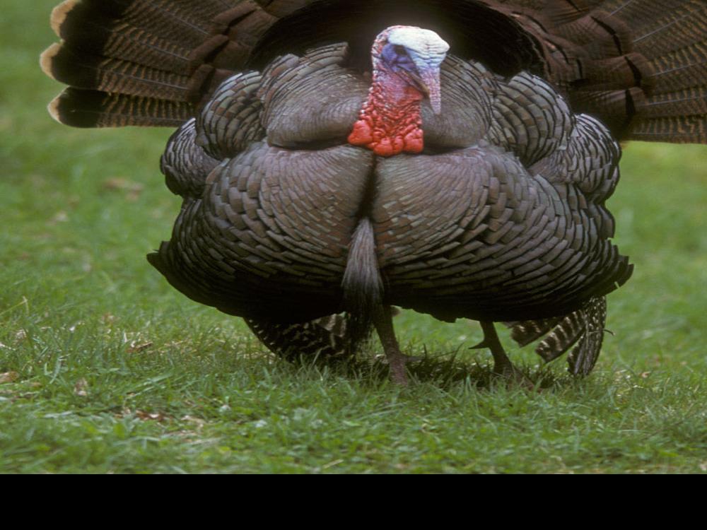 Double Gobble The Tale Of Montana S Two Types Of Turkeys