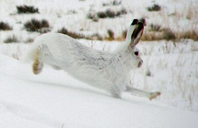 Jackrabbit Populations Up In Some Parts Of Eastern Montana