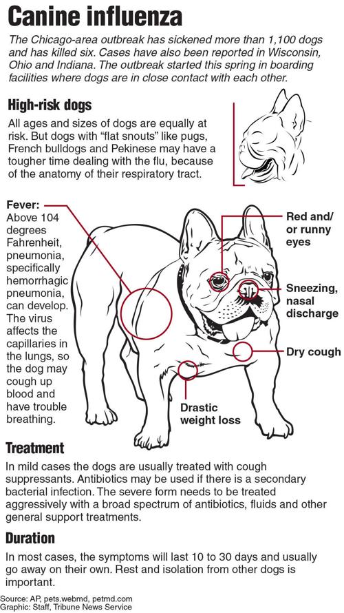 How to tell the difference between canine influenza and the common cold Local