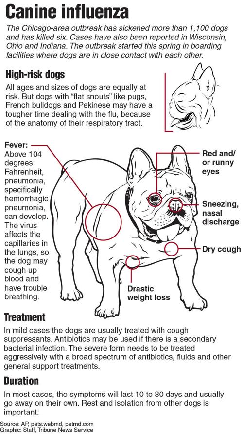 How to tell the difference between canine influenza and the common cold ...