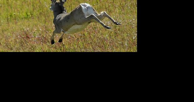 Who does the state of Wyoming consider a poacher? - Vimarsana News