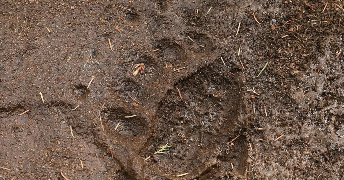 Conservation easement protects wildlife corridor in the Garnet Mountains