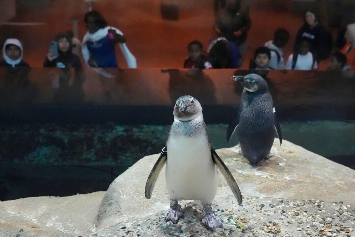Ice ice baby: San Francisco science museum sees adorable baby boom of  African penguin chicks