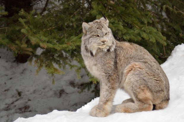 Canada Lynx - Endangered Species Coalition