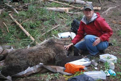 Birthing bears: Recent study tracked female bear movements during hibernation