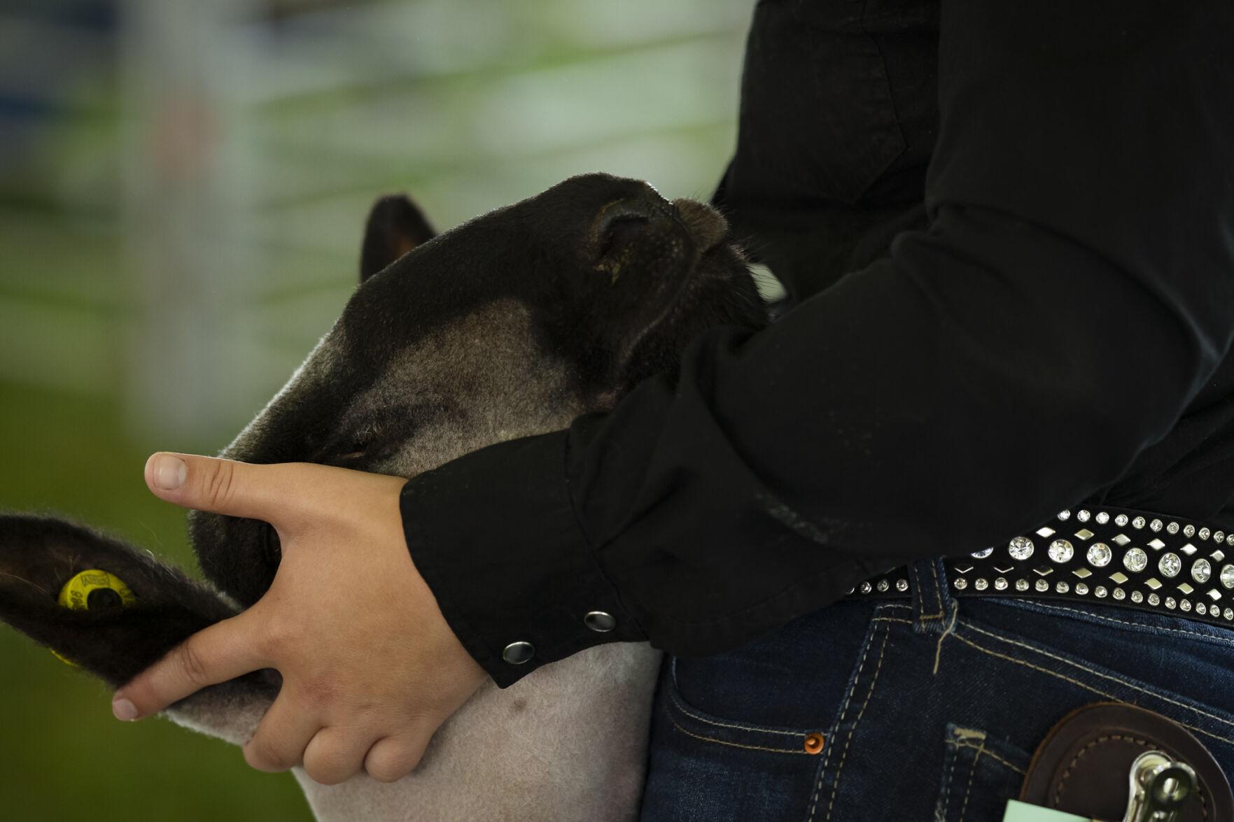 Hard work, dedication on display at the Last Chance Stampede and Fair's