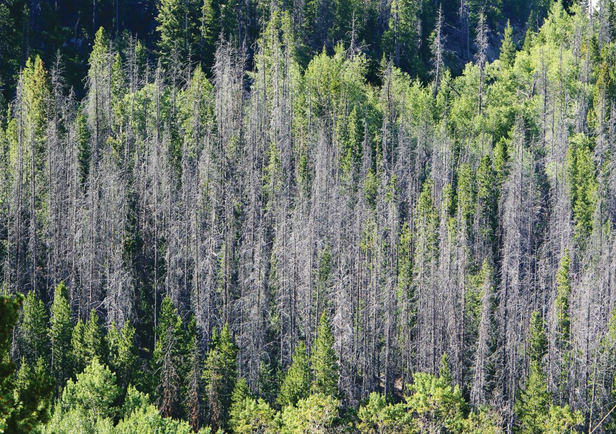 Standing dead trees