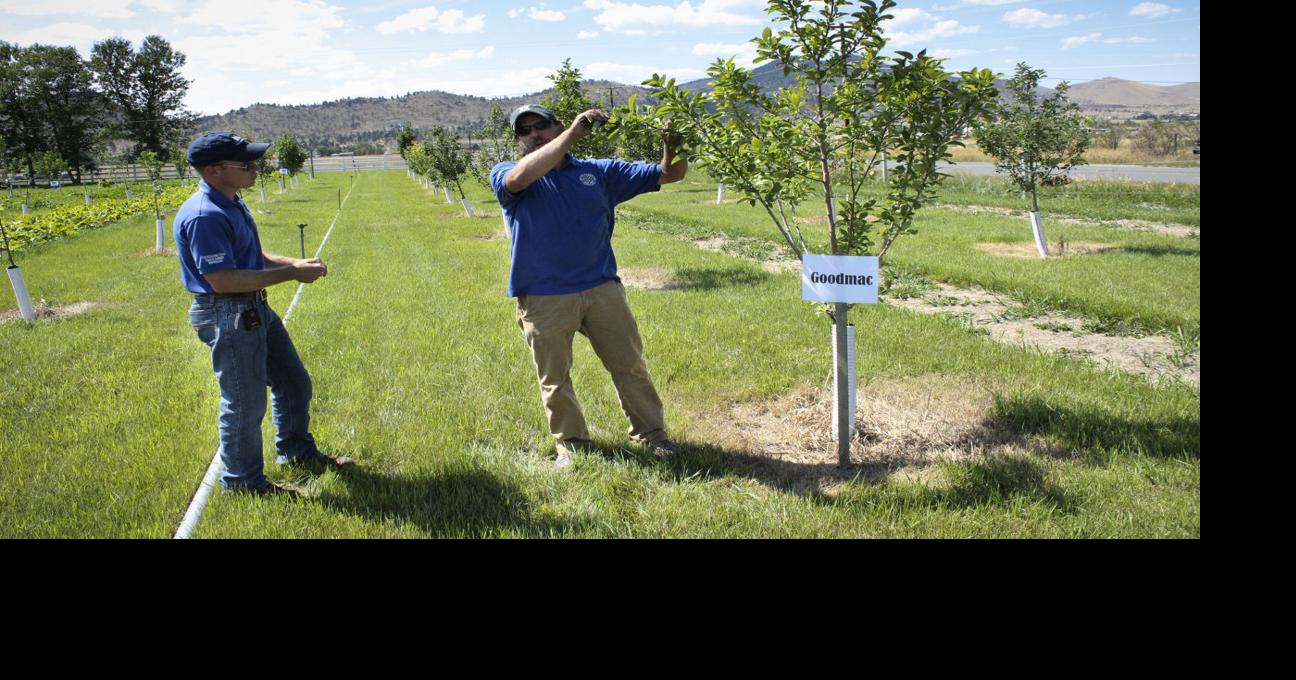 Study teaches growers about Montanafriendly fruits