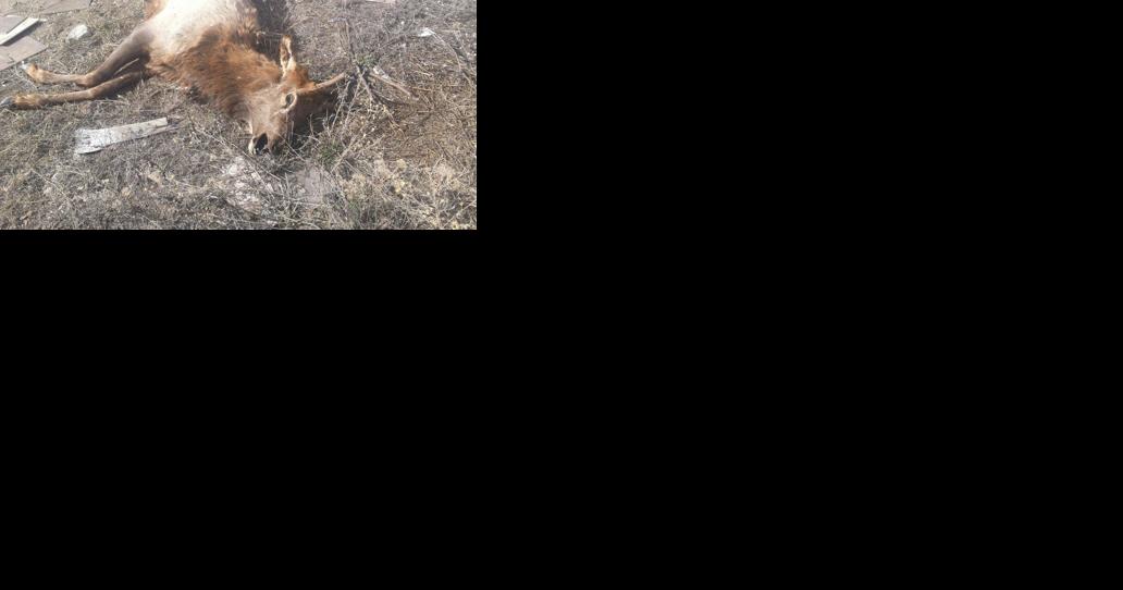 Game wardens seek information about illegal elk kill - Vimarsana News
