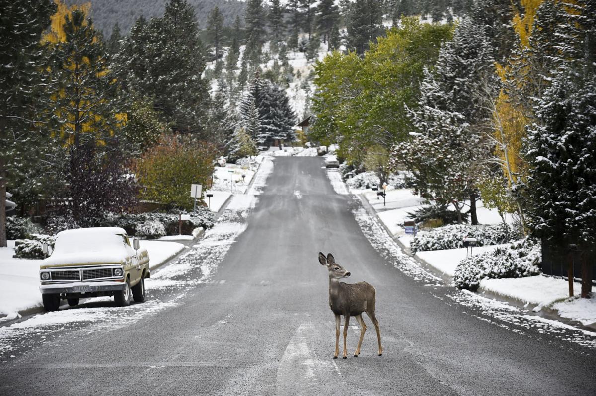 A mule deer doe crosses Sanders St.