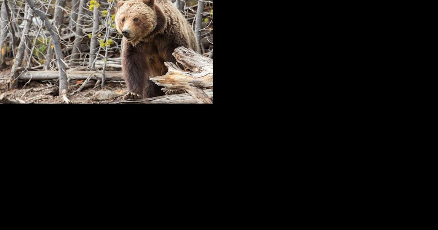 Forest Service drops appeal on logging grizzly habitat - Vimarsana News