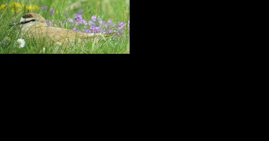 USFWS restarts planning for lands in south-central Montana - Vimarsana News