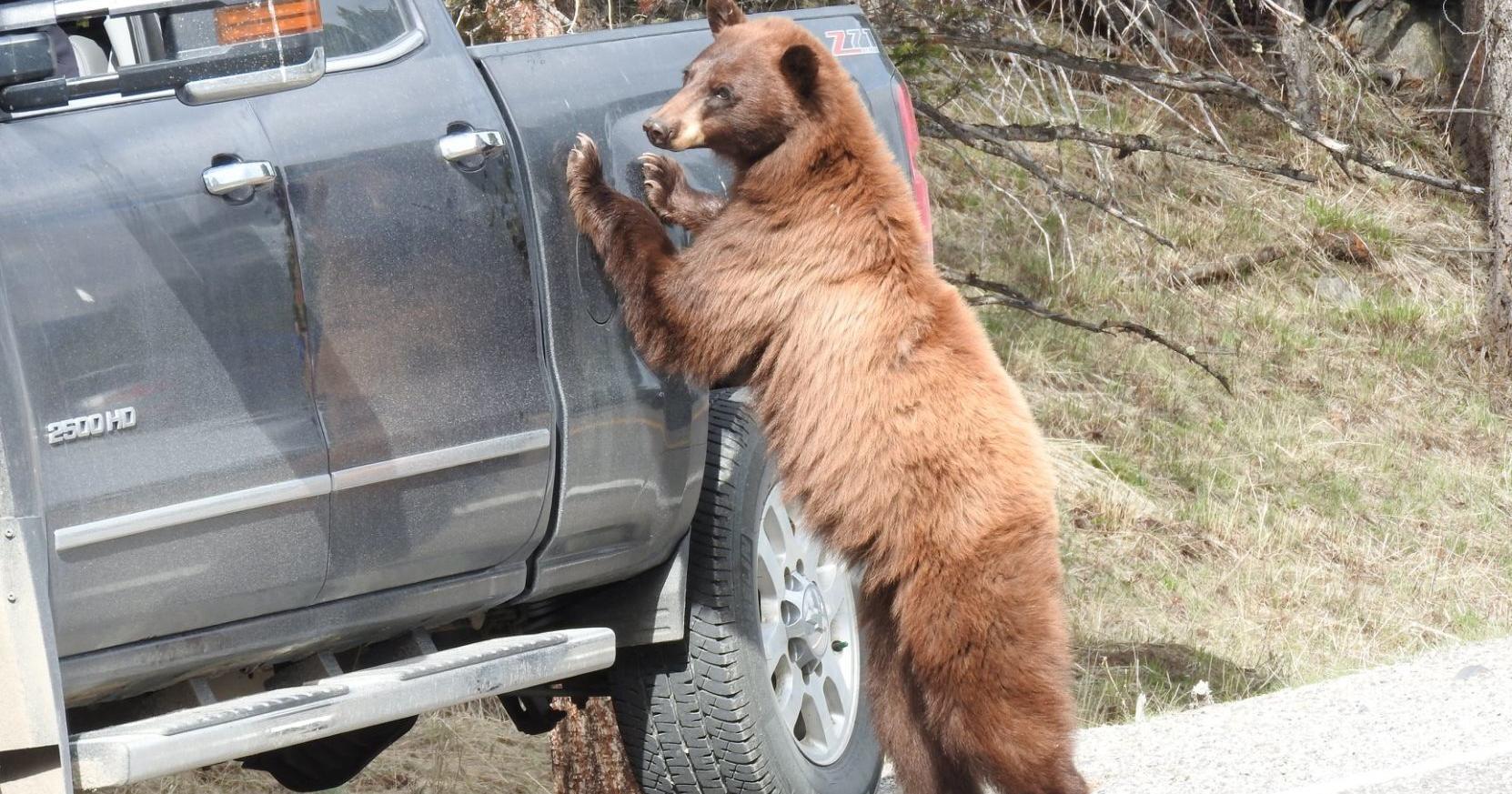 Bear sighted in Casey Meadows area, Forest Service warns - Vimarsana News