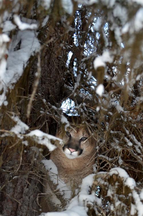 Mountain lion (copy)