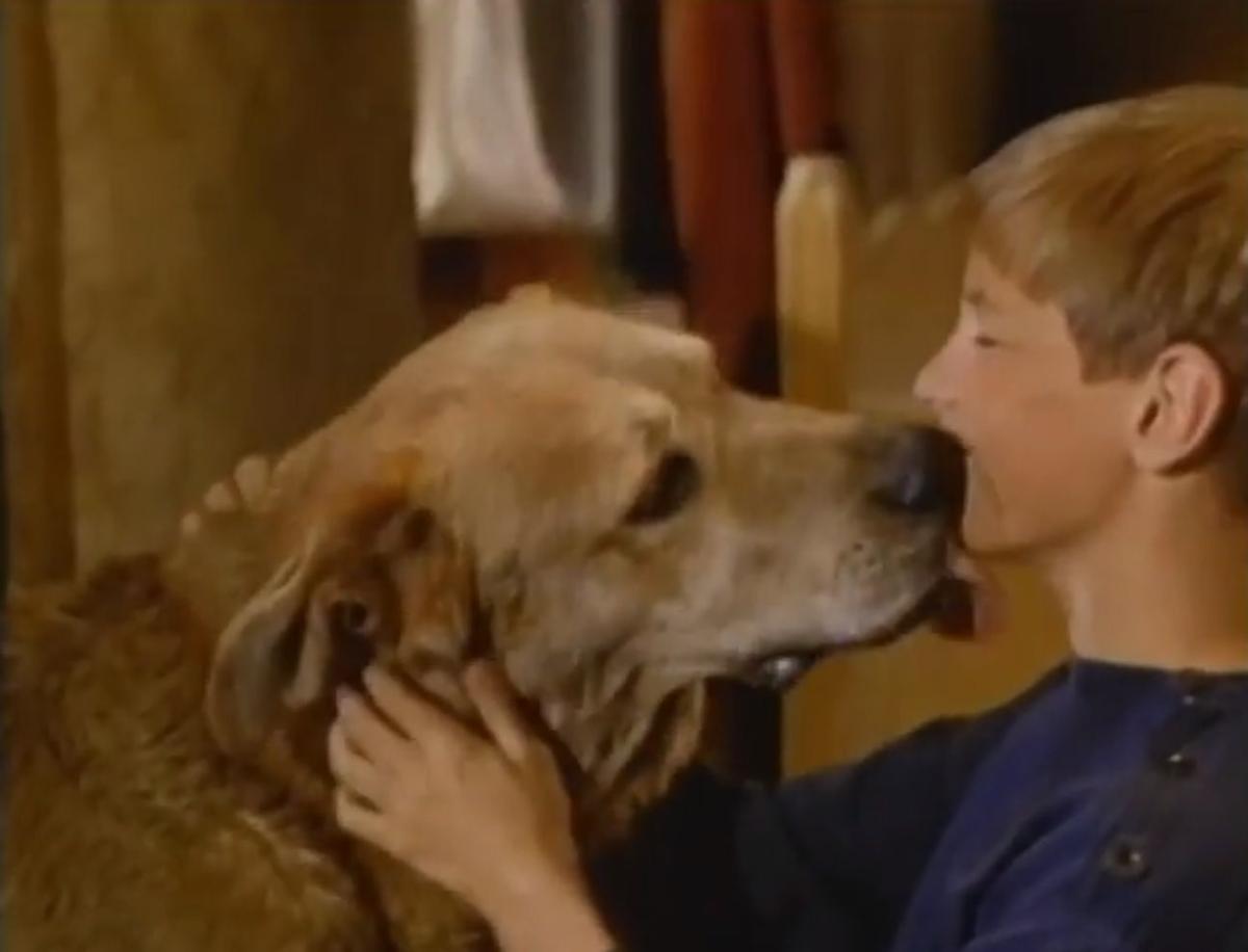 Film Review A Dog Of Flanders 1960 And Old Yeller 1957 Local Helenair Com