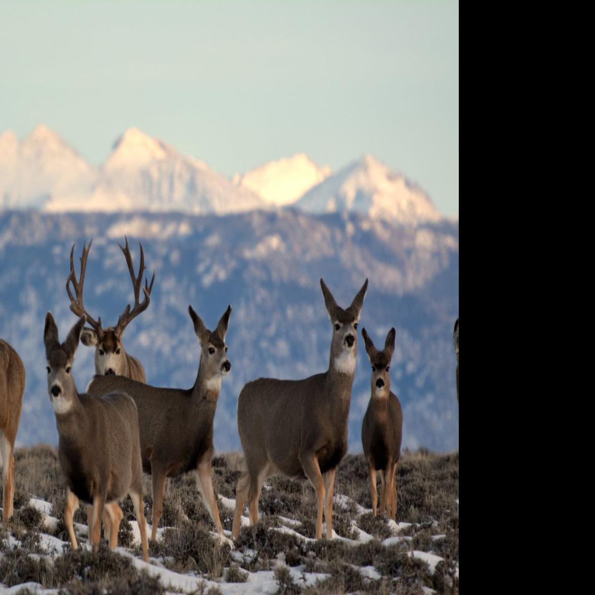 New migration maps serve as tools to help big game in West