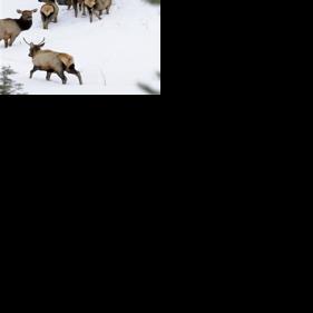 Wildlife commission decides against changes to elk hunting near Yellowstone National Park - Vimarsana News