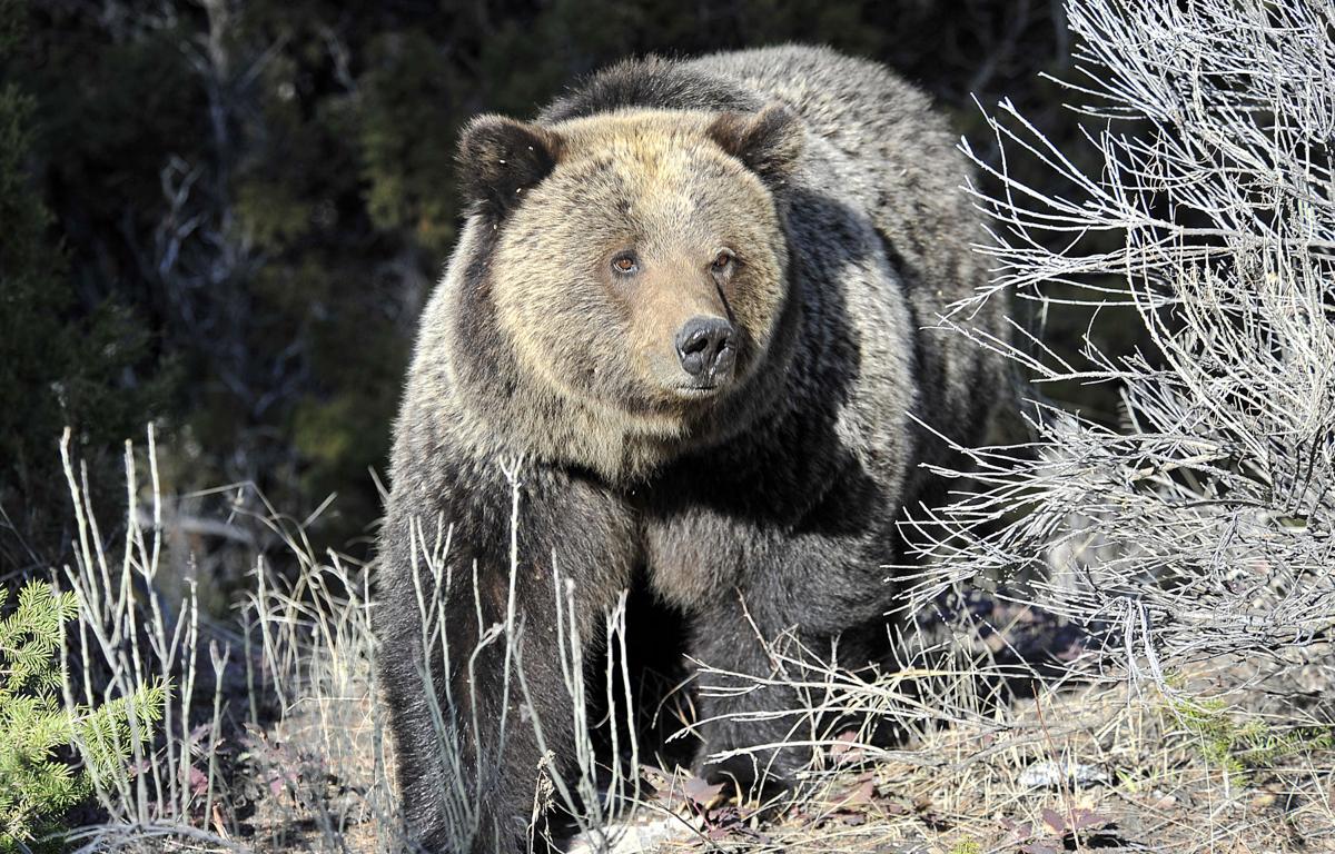Grizzly bear