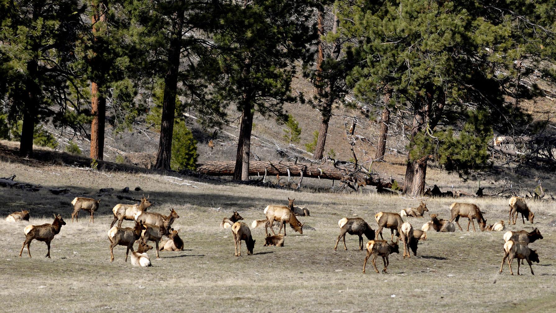 FWP wants feedback on public land elk shoulder season hunts - Vimarsana News